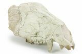 Partial Fossil Early Pig (Perchoerus) Skull - South Dakota #355489-1